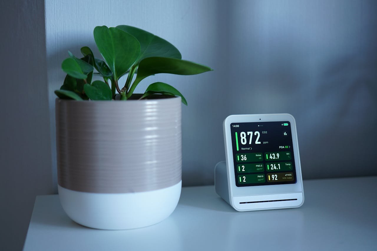 Indoor plants small apartment India